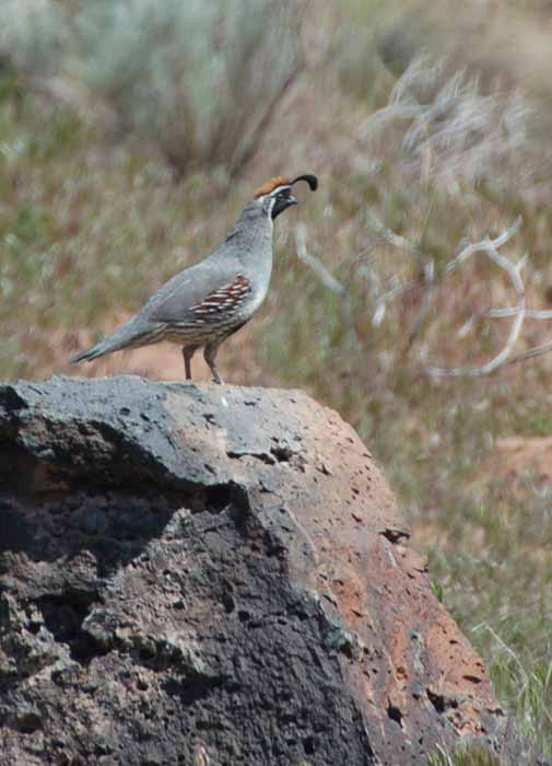 Gambel's Quail